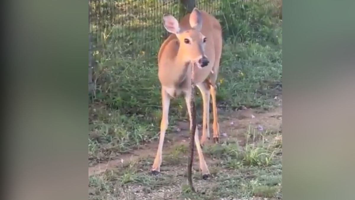 Video Of Deer Eating Snake Goes Viral; Stunned Netizens Call It 'Strange' Watch Video